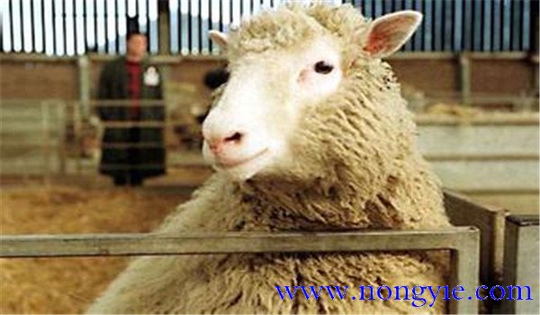 羊烂肺病是什么症状