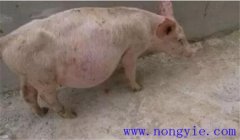 猪痹症的症状表现有哪些，猪痹症的治疗方法