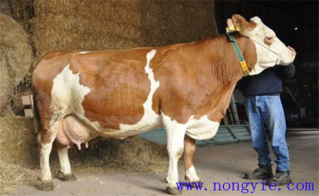 母牛怀孕征兆有哪些