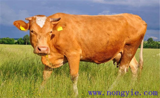 牛流行热的诊断与治疗