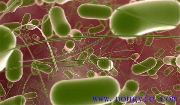 羊沙门氏菌病的病原是什么