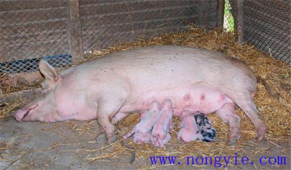 初产母猪难产怎么办