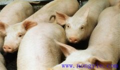 猪高热流感的具体症状，猪高热流感用什么药治