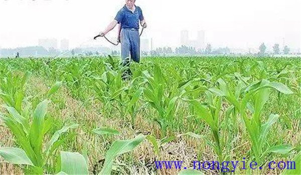 玉米地要正确选用除草剂品种
