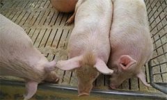 猪回肠炎的症状及治疗方法 猪回肠炎用什么药治