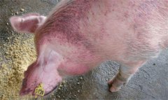猪弓形虫病的临床症状 猪弓形虫病的防治方法