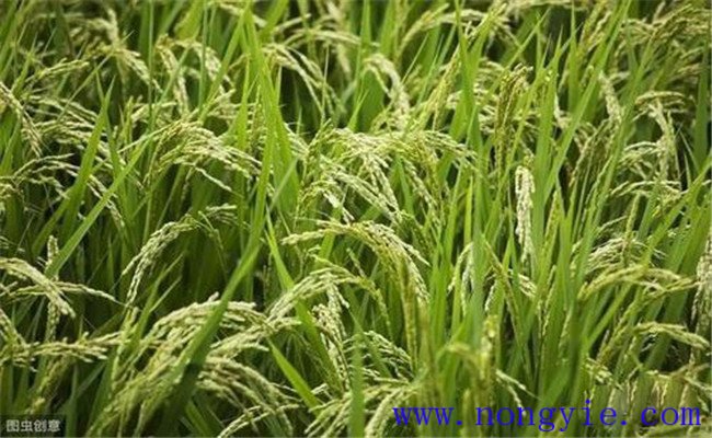 稻子的生长过程分为几个阶段