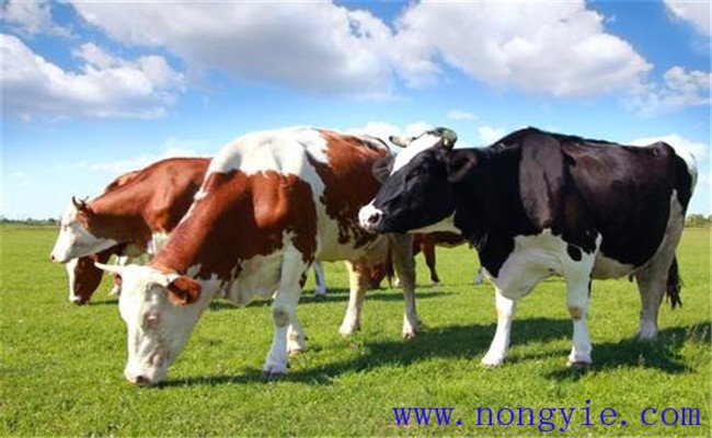 饲料蛋白质对奶牛生产与健康有什么