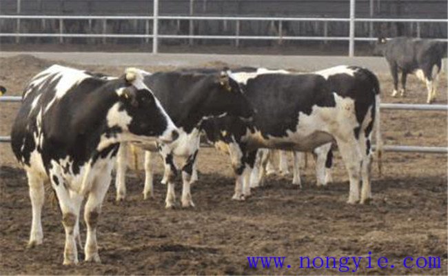 奶牛因饲料致病的防治方法