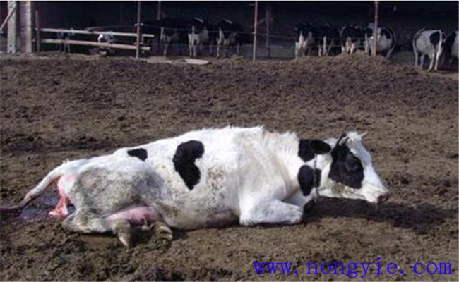 奶牛生产瘫痪的原因及症状