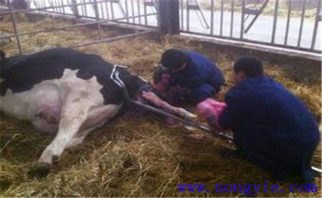 如何防治奶牛生产瘫痪