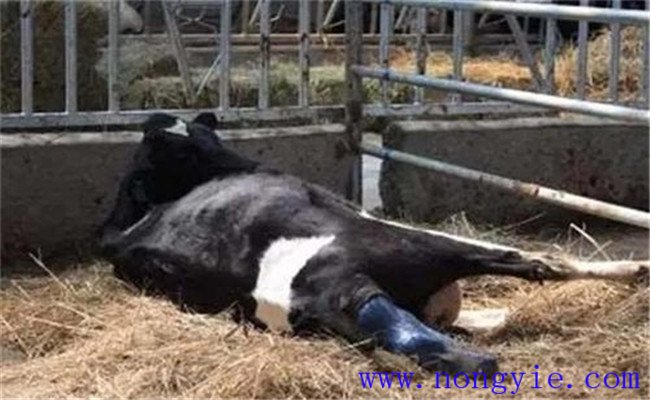 奶牛产后瘫痪的临床症状