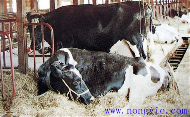 奶牛产后瘫痪的防治措施