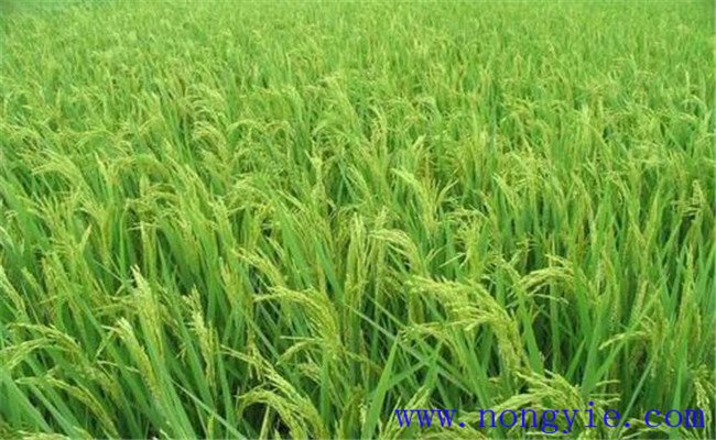 水稻喷施磷酸二氢钾的喷施量