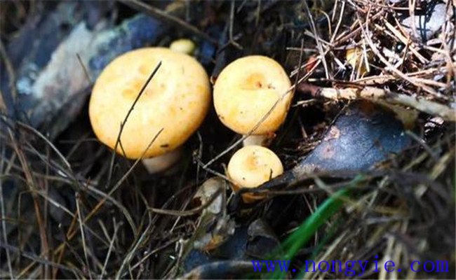 枞树菌的生长的三个环境条件