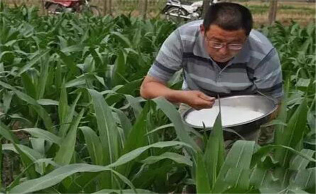 玉米施肥的关键技术