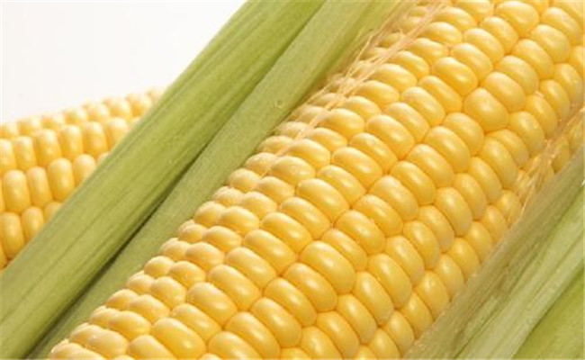 什么是玉米杂交种