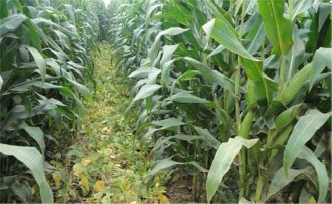 玉米套种、间作技术的优缺点有哪些