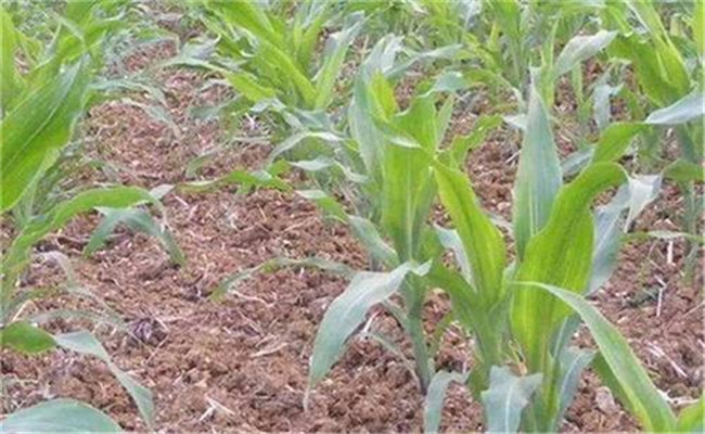 玉米高产田应具备怎样的土壤条件