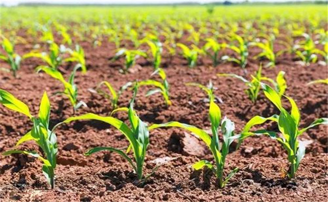玉米苗期管理方法和应注意事项有哪些