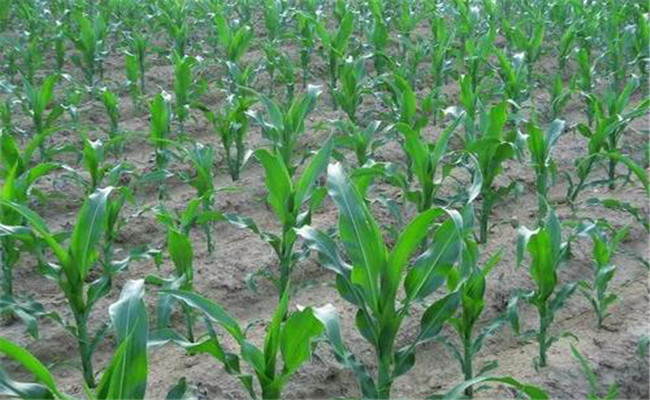 玉米不同生育时期对氮、磷、钾的吸收