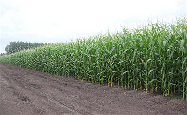 玉米合理密植增产的原因是什么