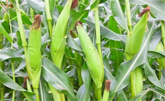 玉米籽粒成熟的三个时期及其成熟的标志