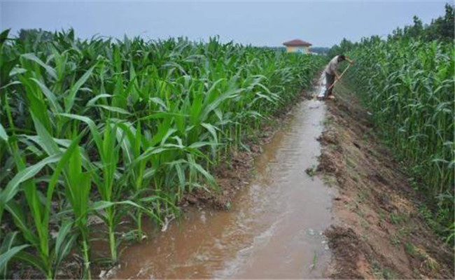 玉米丰产沟的建设方法