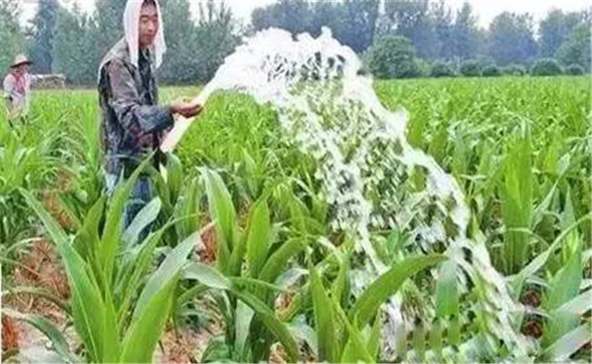 玉米灌溉技术与方法
