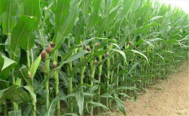 繁育玉米良种如何选择隔离区和隔离方式