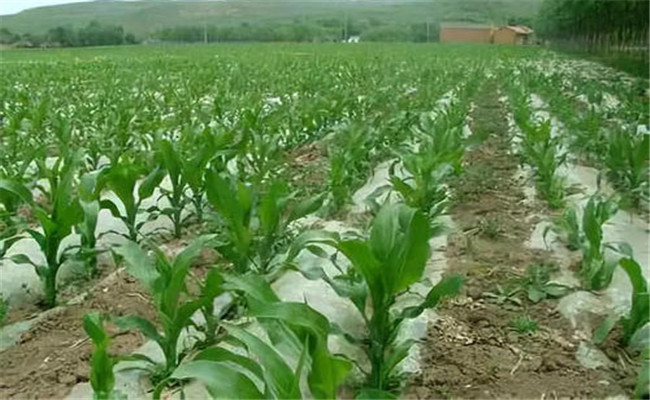 玉米旱作节水栽培方法