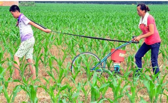 夏玉米施肥方法与技术要点