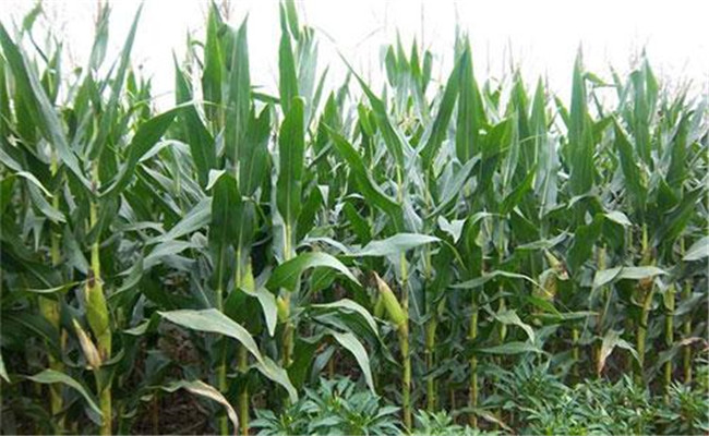 提高玉米产量应注意的四项措施