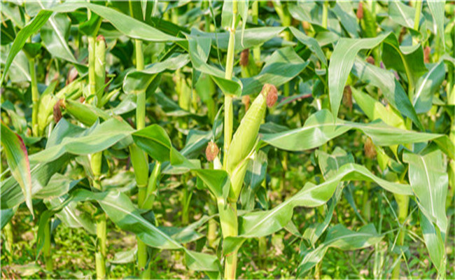 玉米花粒期如何增产