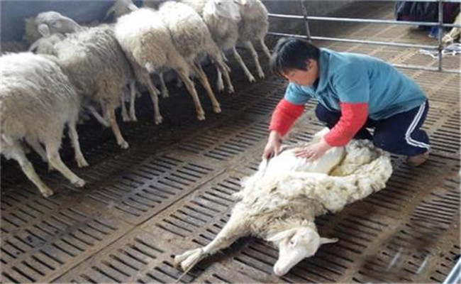 绵羊的剪毛方法