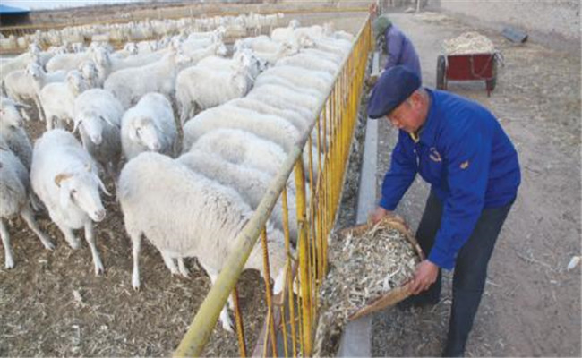 鸡粪养羊的方法