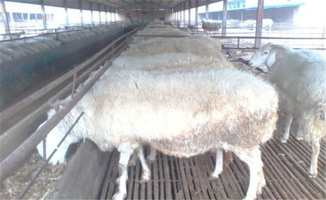 如何提高产羔成活率 鲁西小尾寒羊高效益饲养方