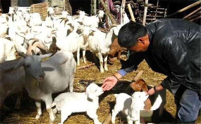 如何提高母羊产羔量