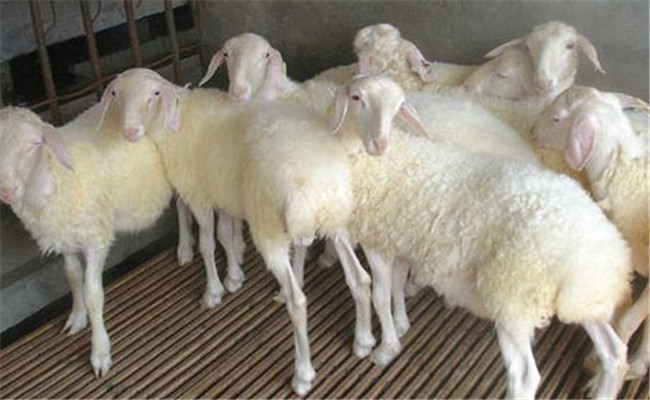 影响小尾寒羊繁殖力的因素