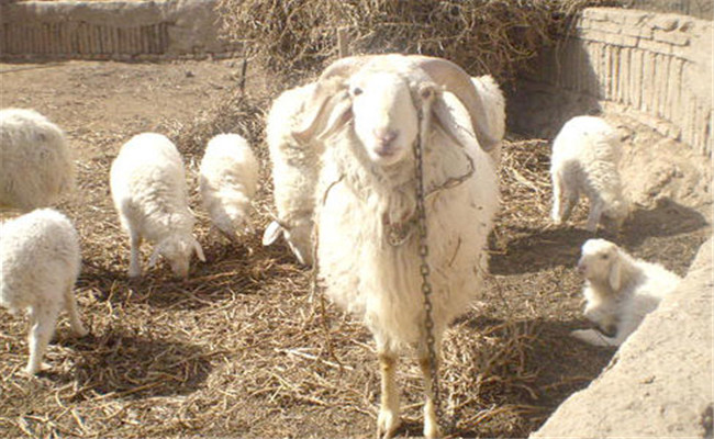 冬春季如何提高母羊产羔成活率
