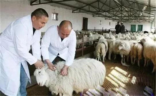羊单衣原体性流产病的诊断与治疗方法