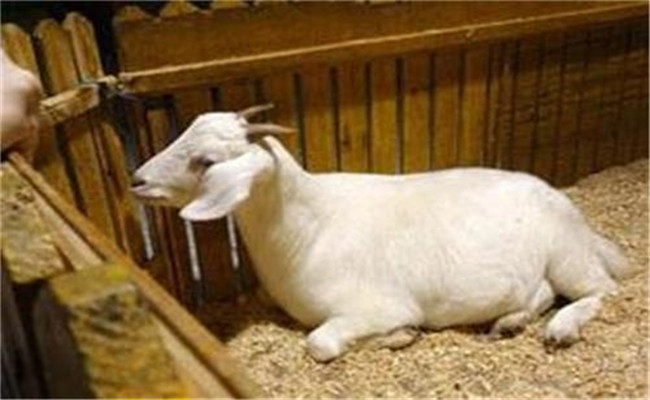羊消化系统疾病防治技术要点