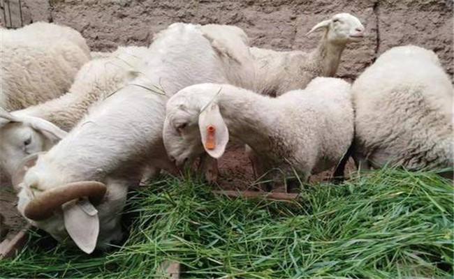 加强繁殖母羊饲养，减少羔羊死亡