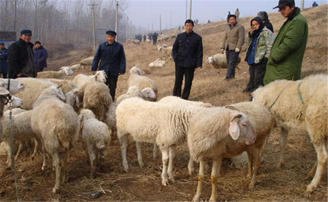 提高养羊的经济效益
