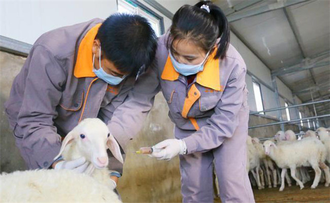 常用羊疫苗接种时间和使用方法