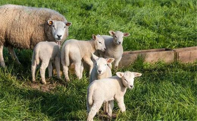 繁殖母羊饲养管理技术要点