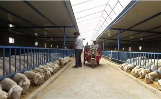 提高养羊效益的新技术、新方法
