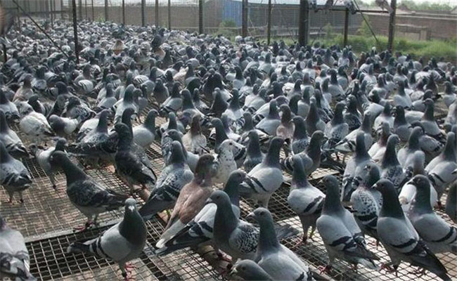 鸽子养殖场建设的要求