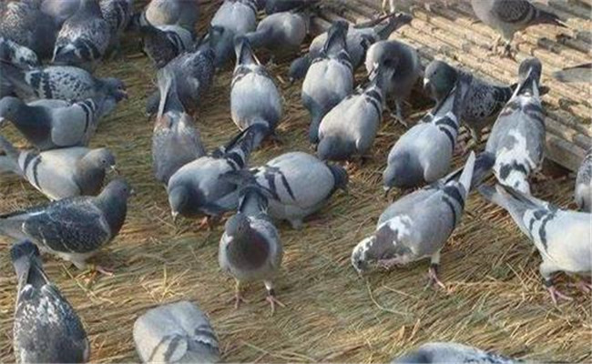 养殖鸽子要严格卫生管理