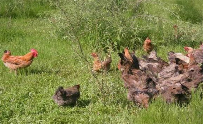 柴鸡养殖注意事项